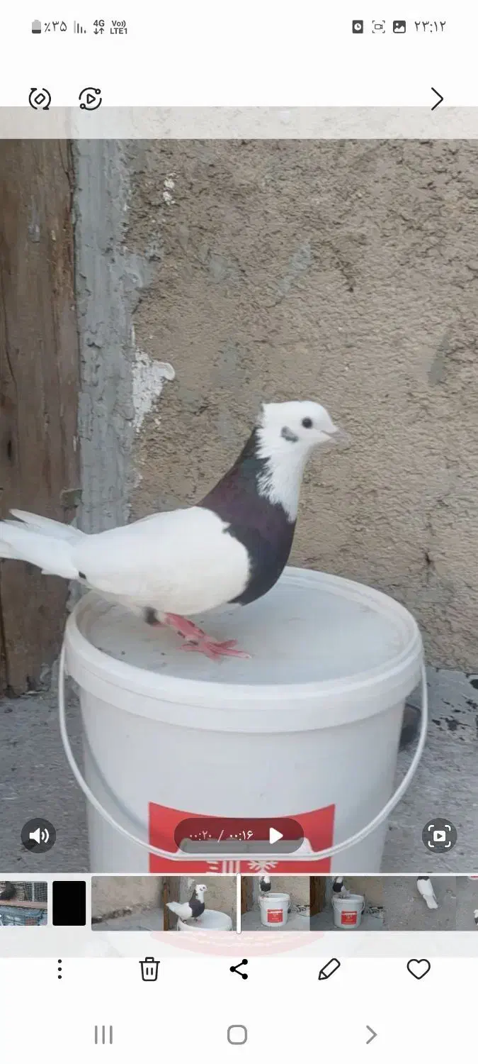 کفتر طوقی وسبز|پرنده|بندر ماهشهر, |دیوار