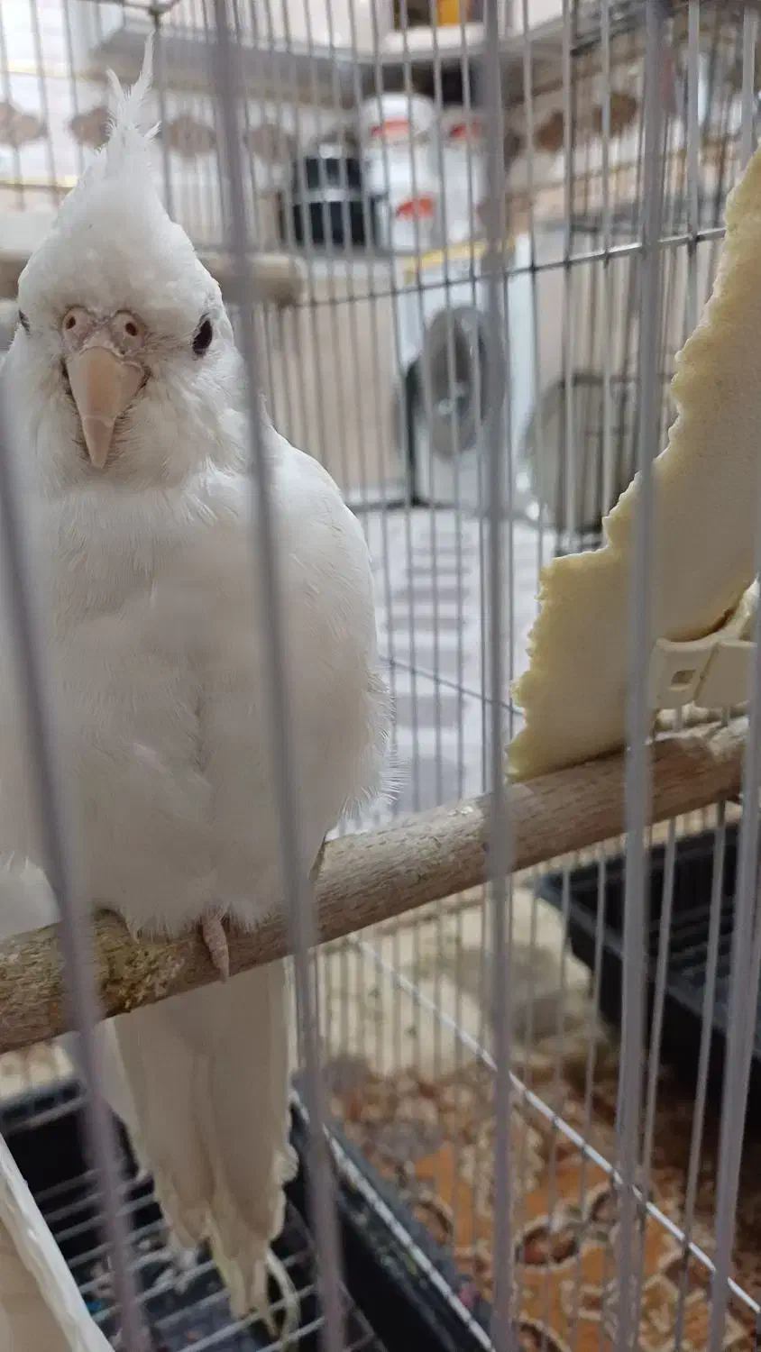 عروس هلندی البینو|پرنده|اهواز, اسلام آباد شرقی|دیوار