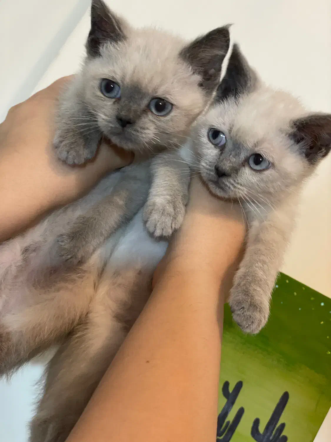 توله بریتیش ۲ ماهه|گربه|آمل, |دیوار