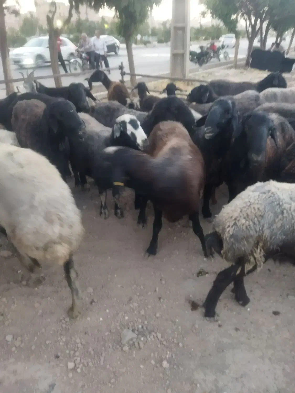 گوسفند زنده|حیوانات مزرعه|شهریار, اسد‌آباد|دیوار