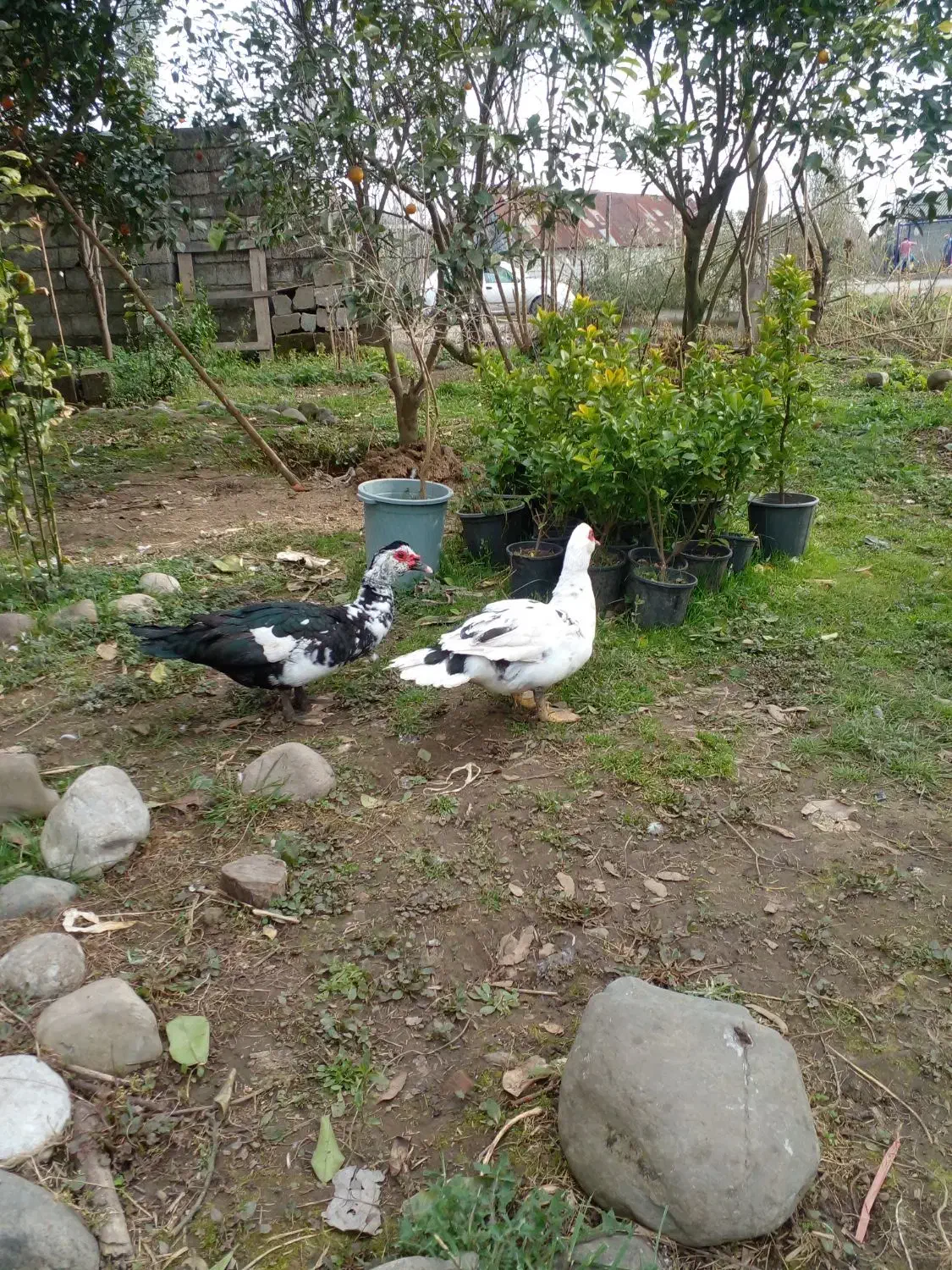 اردک اسرائیلی|حیوانات مزرعه|املش, |دیوار