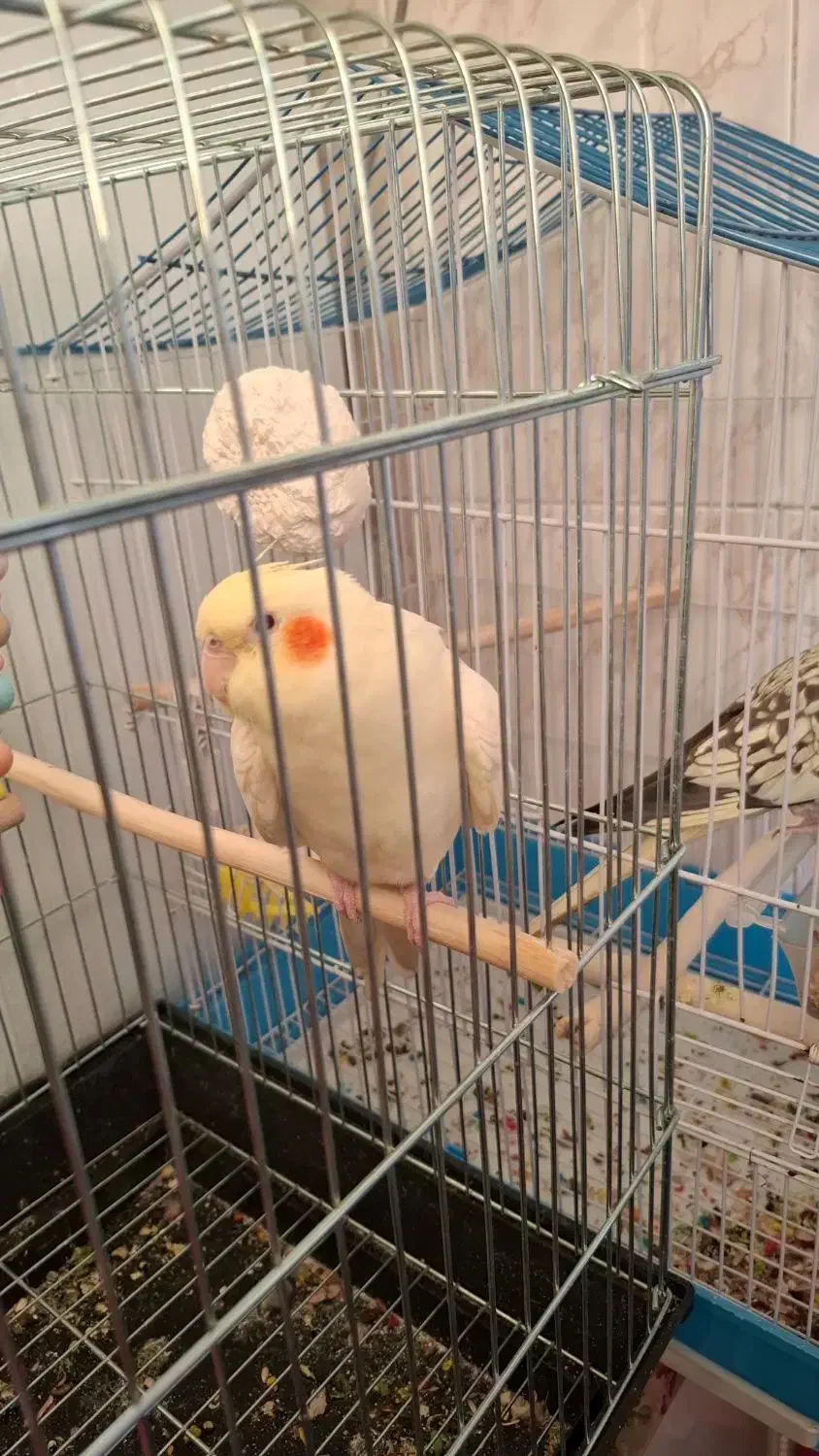 گم شده|حیوانات|قدس, شهرقدس|دیوار