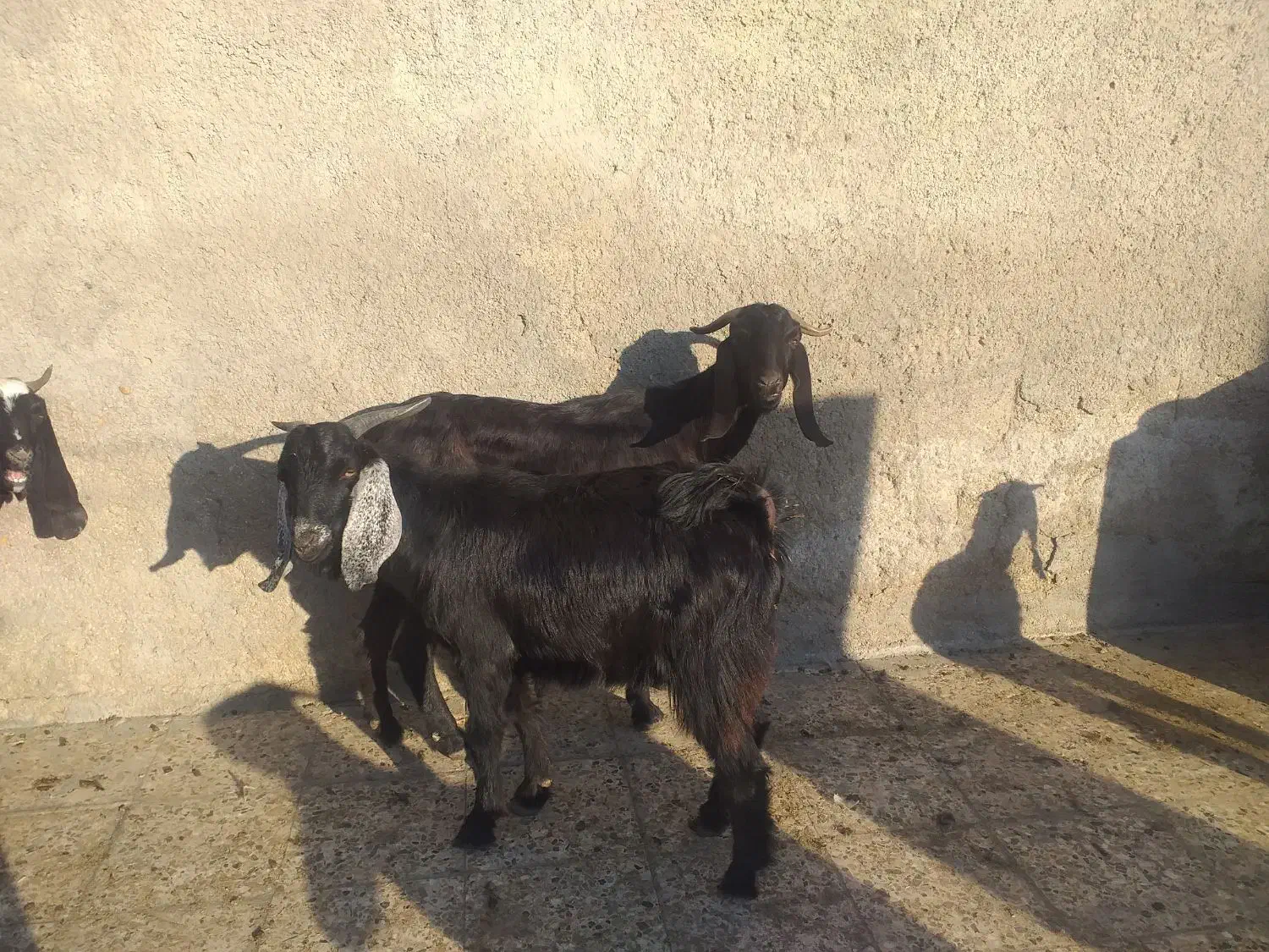 حیوانات مزرعه|حیوانات مزرعه|بندر ماهشهر, |دیوار