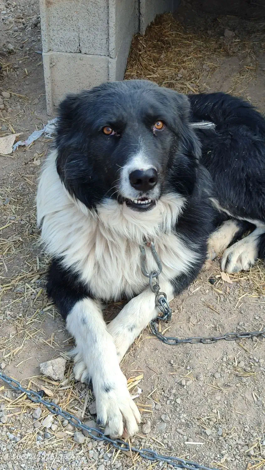 سگ قدرجونی|سگ|مبارکه, |دیوار