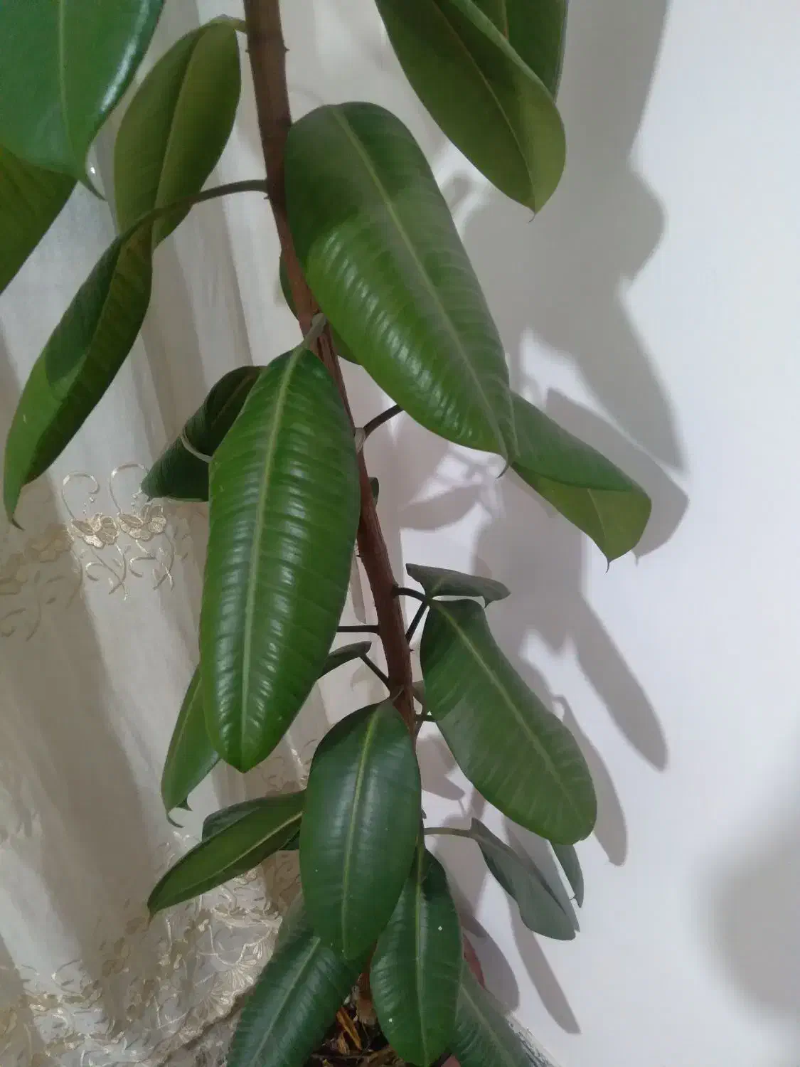 گل آپارتمانی|گل و گیاه طبیعی|سنقر, |دیوار