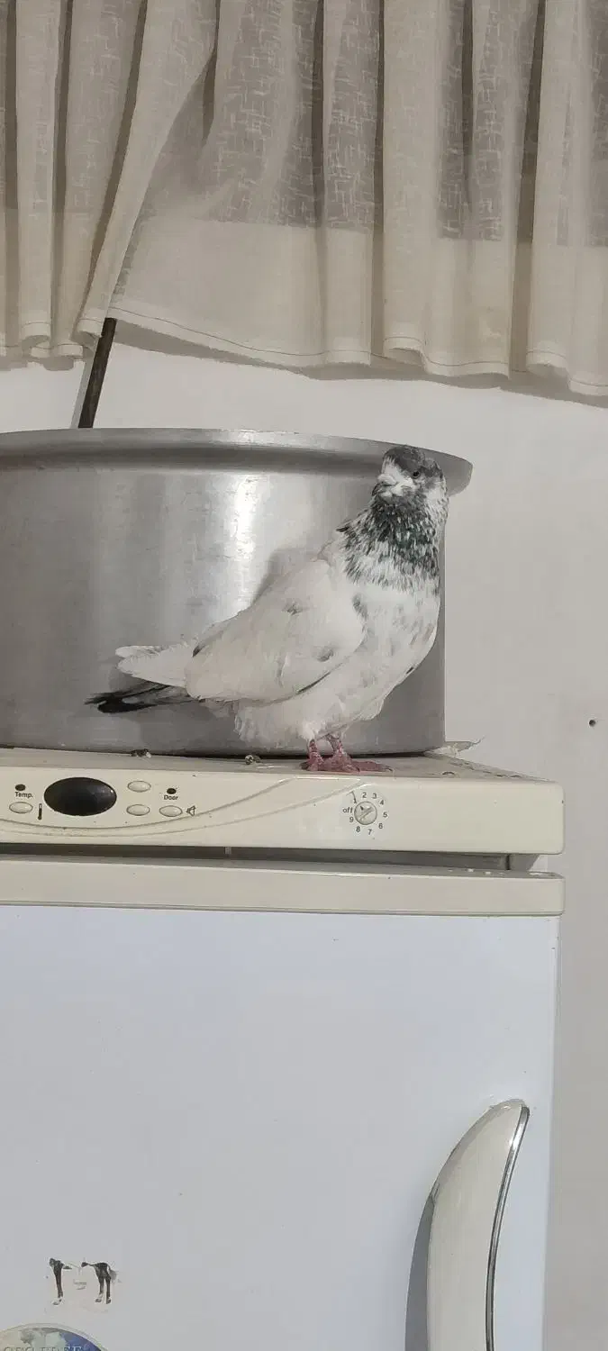 کله دار|پرنده|رزن, |دیوار