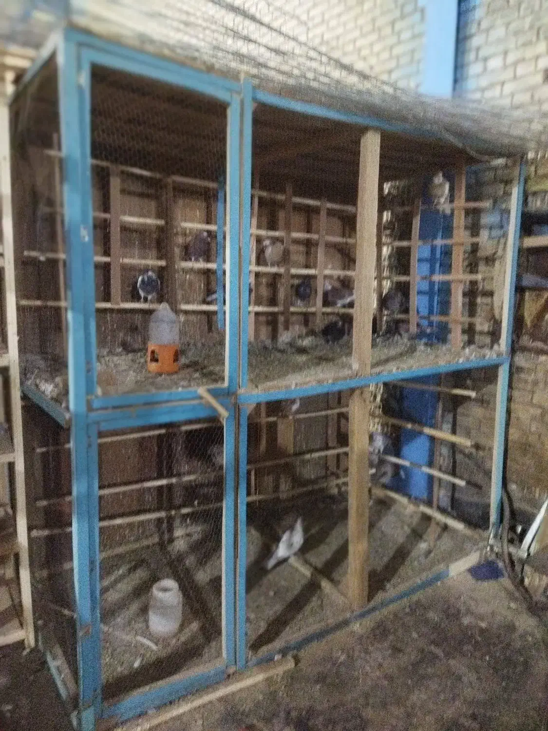 گنجه کبوتر|لوازم جانبی حیوانات|قنوات, |دیوار