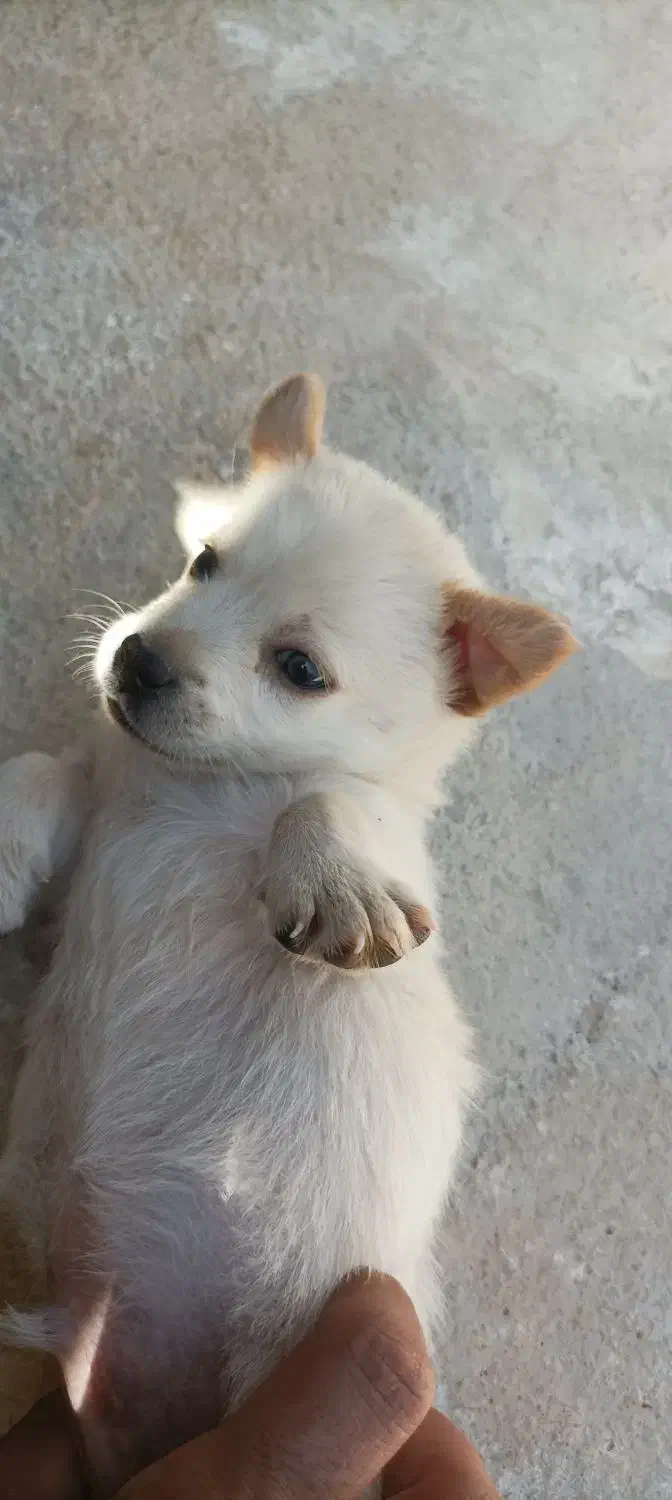 اسپیتز روباهی|سگ|اسدآباد, |دیوار