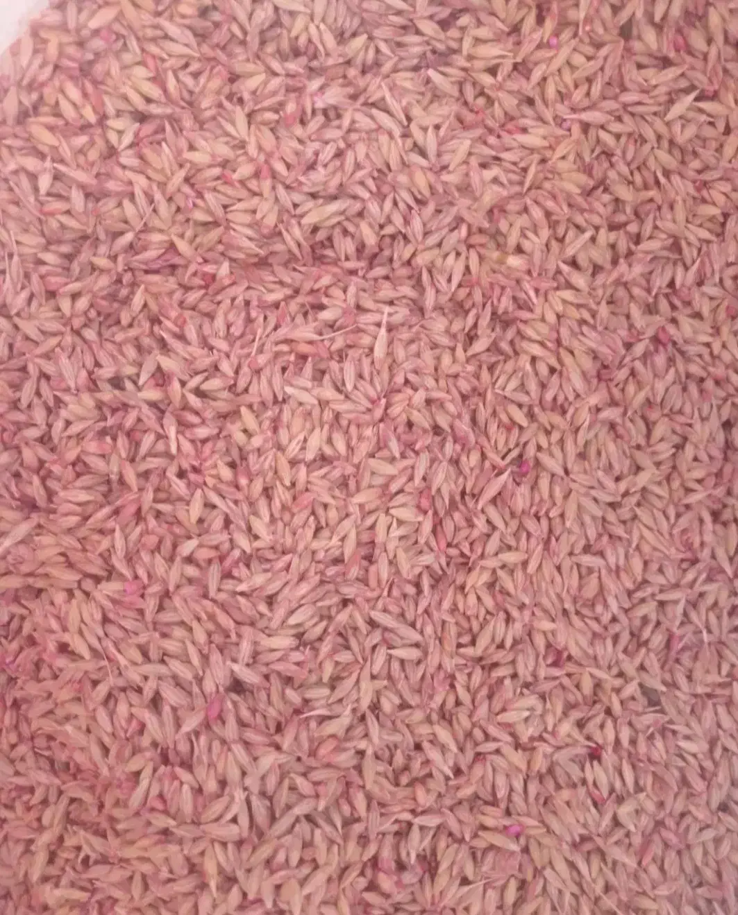 جو آبی بهمن شش پر بذری|خدمات باغبانی و درختکاری|سنقر, |دیوار