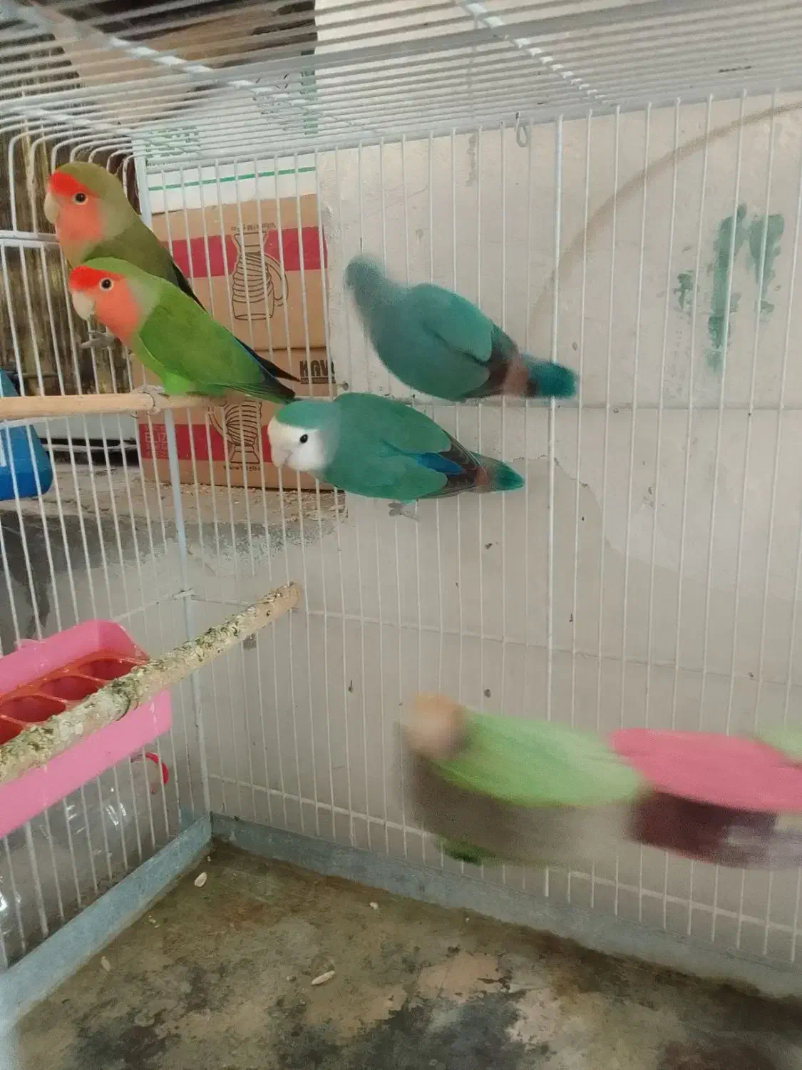 پرنده  دو جفت  با ا قفس همه یک جاه|پرنده|لامرد, |دیوار