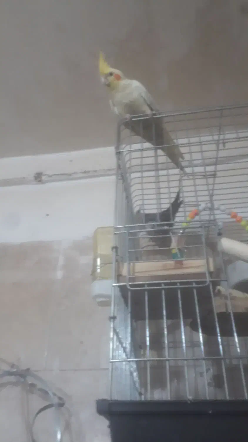 دو دونه  عروس هلندی دستی سخنگو دستی|پرنده|قرچک, مهدیه|دیوار