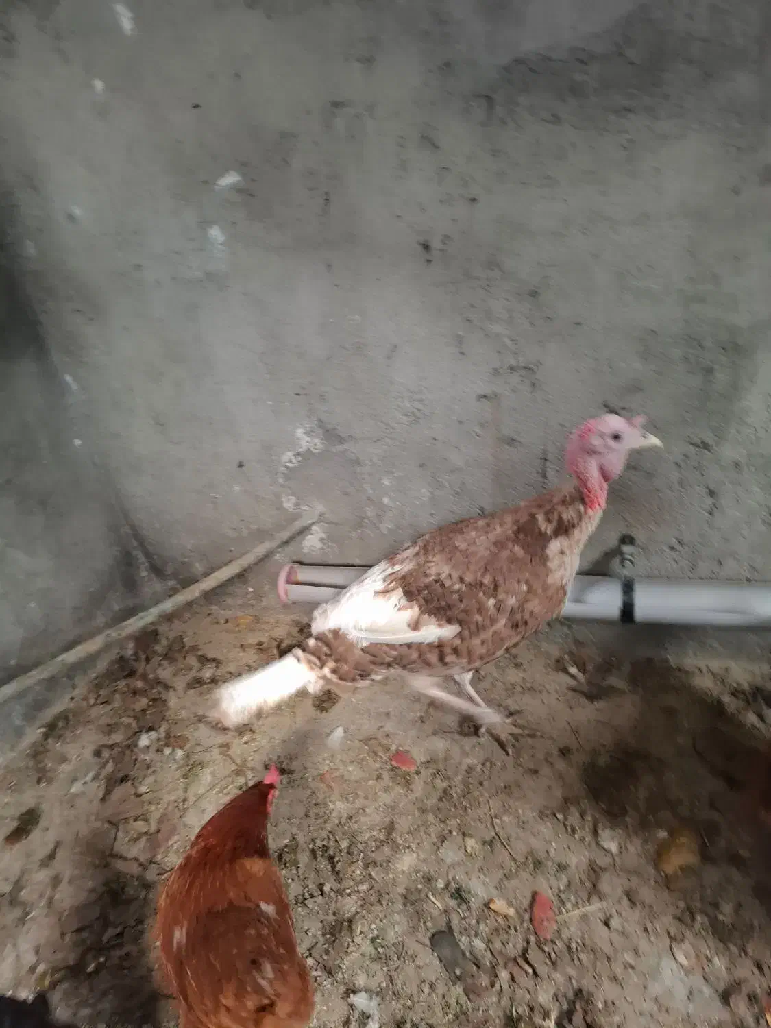 بوقلمون|حیوانات مزرعه|سنندج, |دیوار