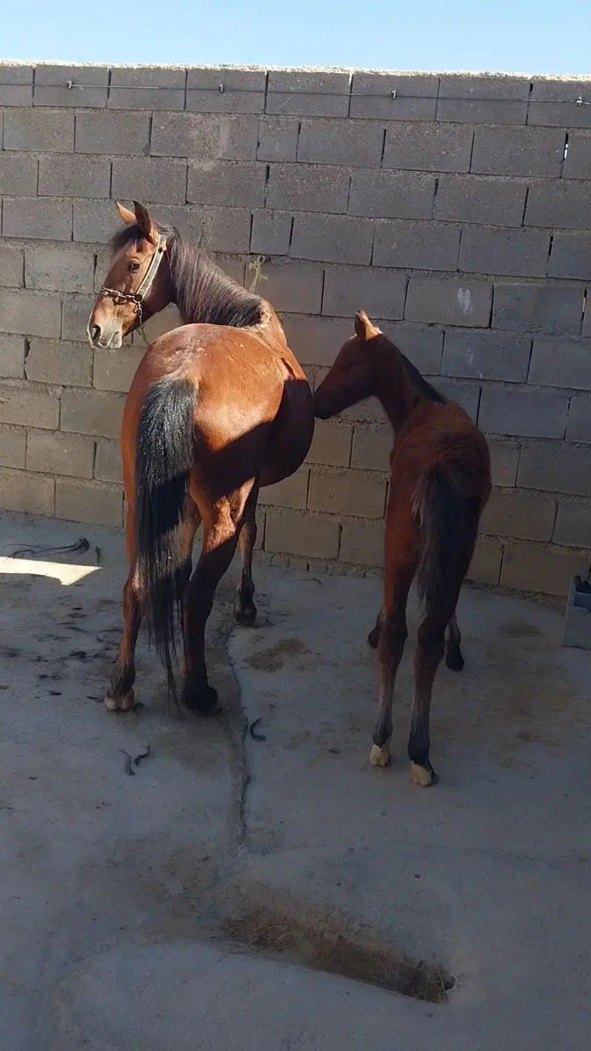 اسب مادیان ۷سال|اسب و تجهیزات اسبسواری|شاهین دژ, |دیوار