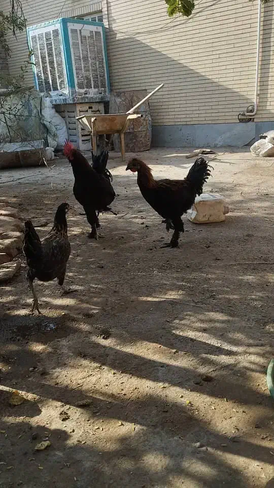 فروش مرغ خروس مرندی|حیوانات مزرعه|زرند, |دیوار