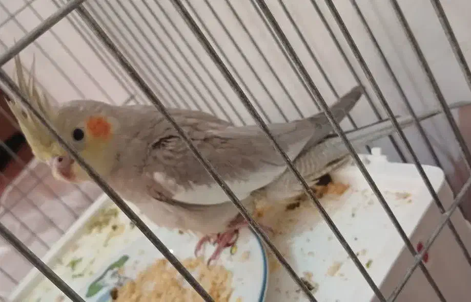 عروس هلندی|پرنده|دهاقان, |دیوار