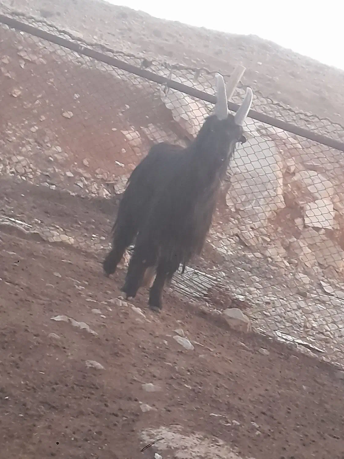 چپش یا پازن ترکی|حیوانات مزرعه|شیراز, شهرک قمشه|دیوار