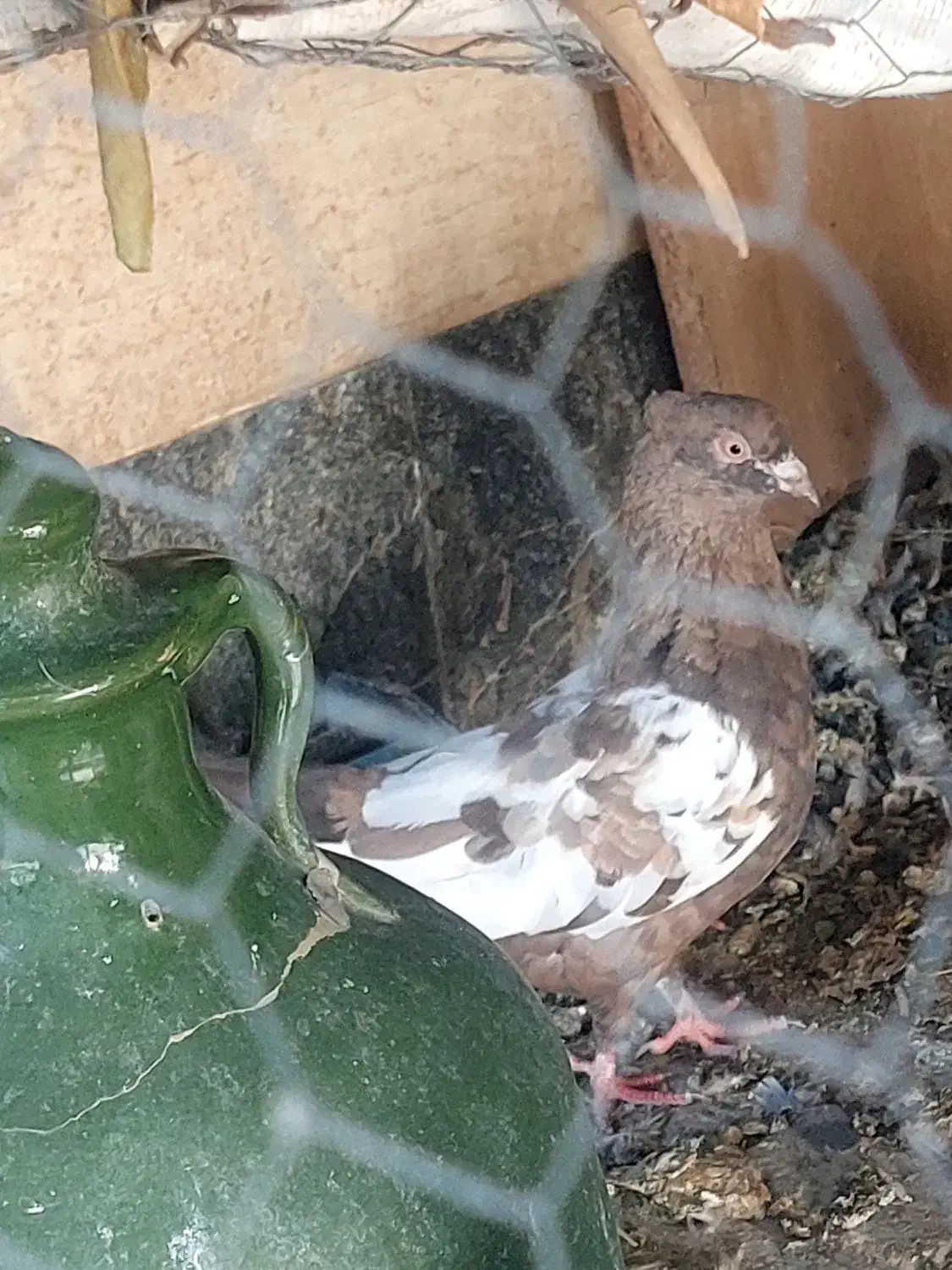 سه تا سینه ای ماده|پرنده|شیراز, مسلم|دیوار