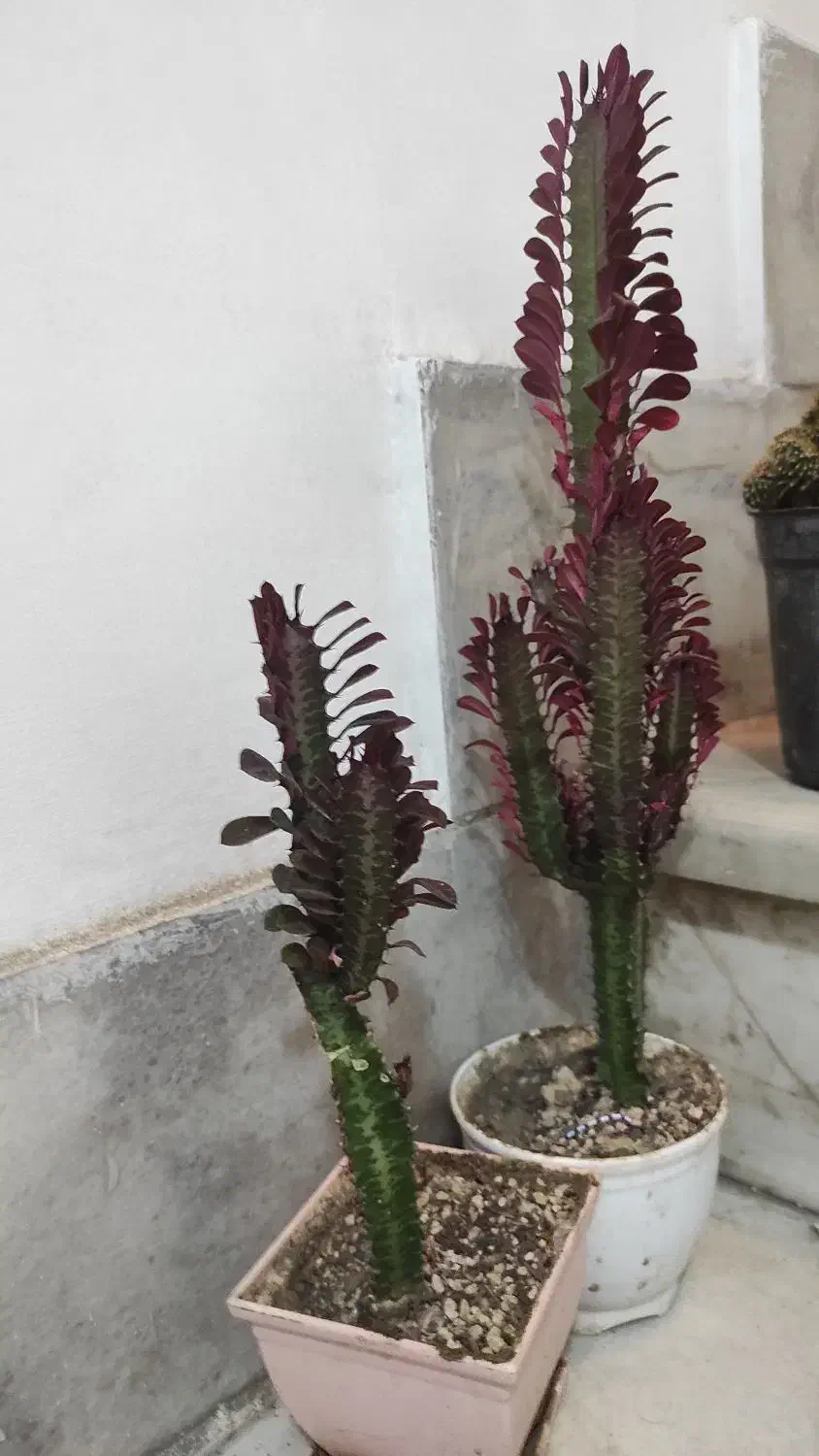 گل ناز،بیدی،بن سای ،کاکتوس صخره،آلوئه ورا|گل و گیاه طبیعی|تهران, کرمان|دیوار