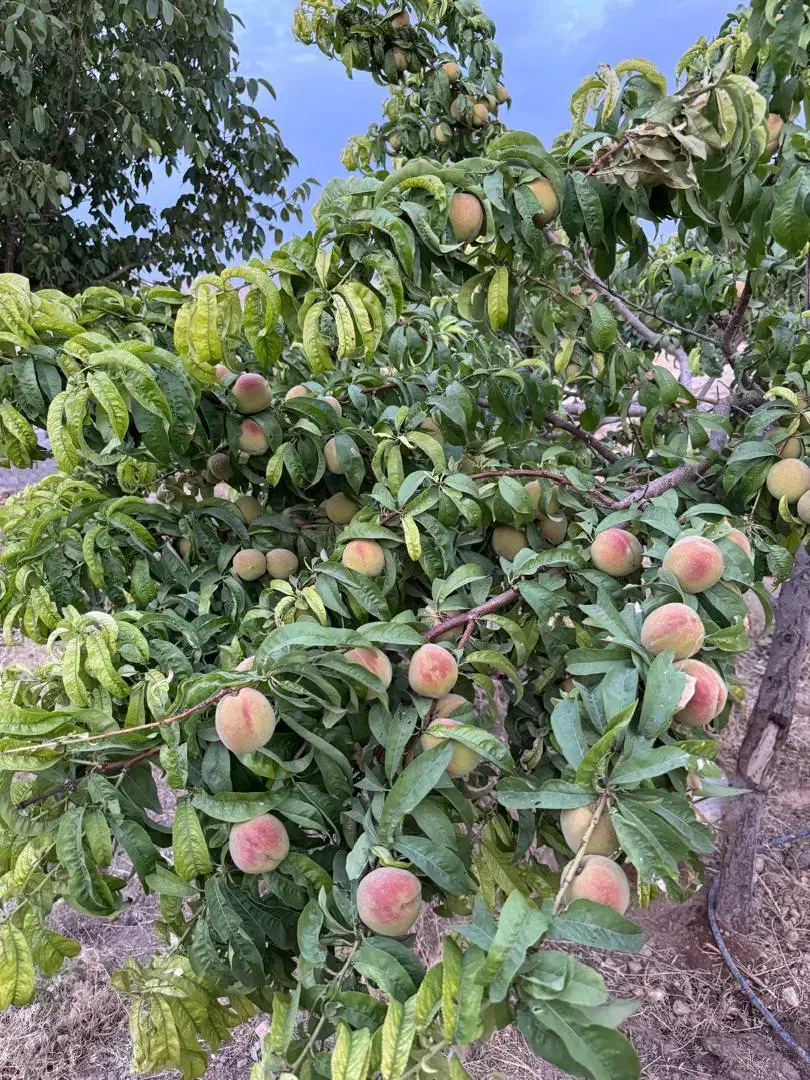 فروش دامداری|فروش دفتر صنعتی، کشاورزی، تجاری|بروجن, |دیوار