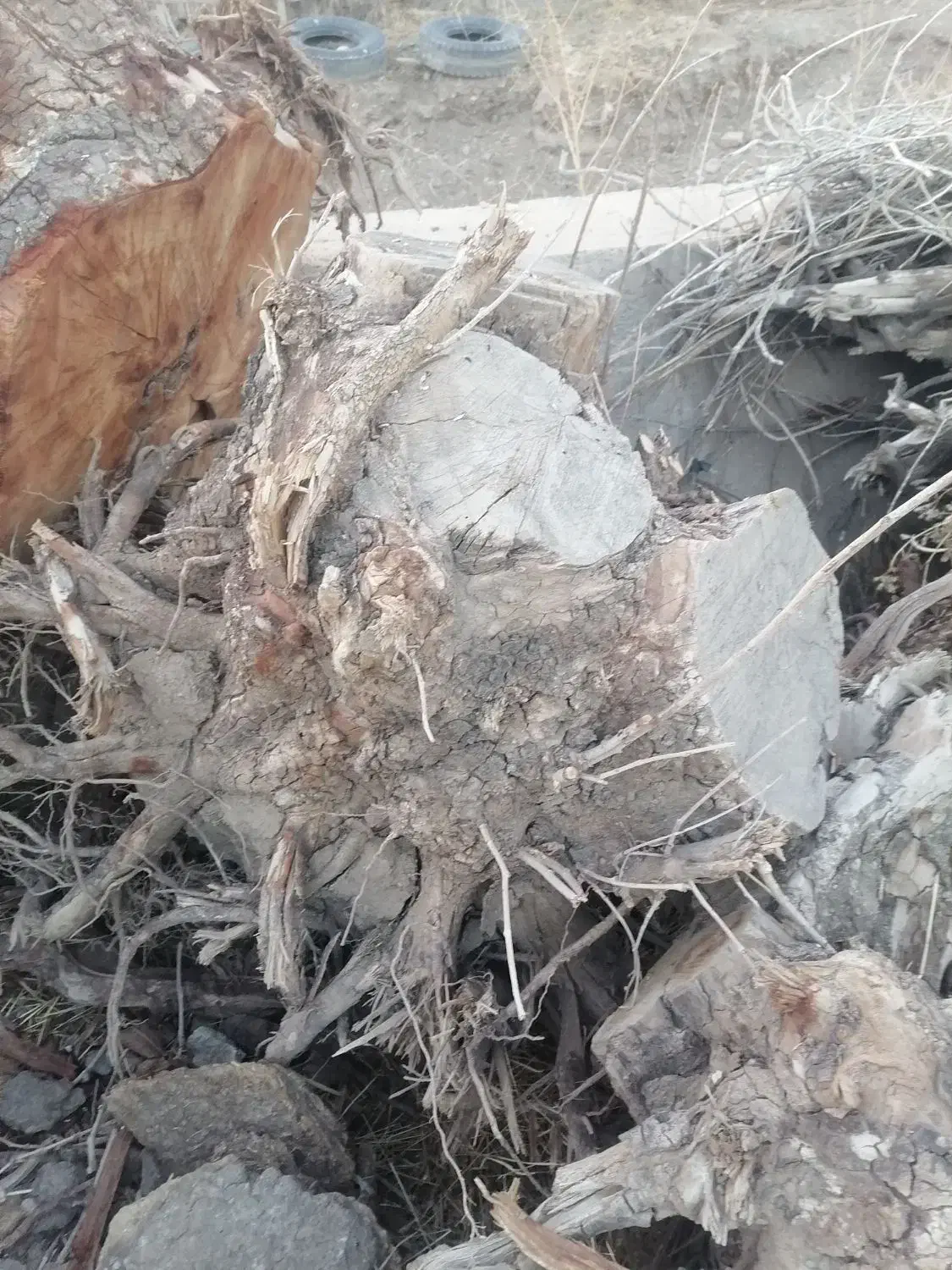 ریشه ی درخت|گل و گیاه طبیعی|محمدیه-قزوین, |دیوار