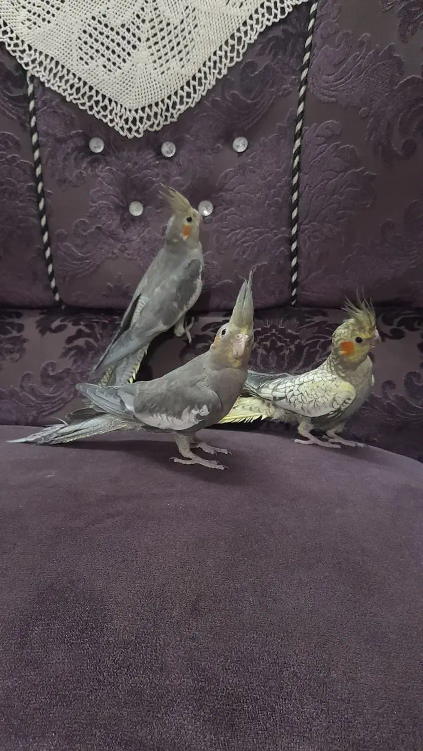 فروش عروس هلندی|پرنده|بابل, |دیوار