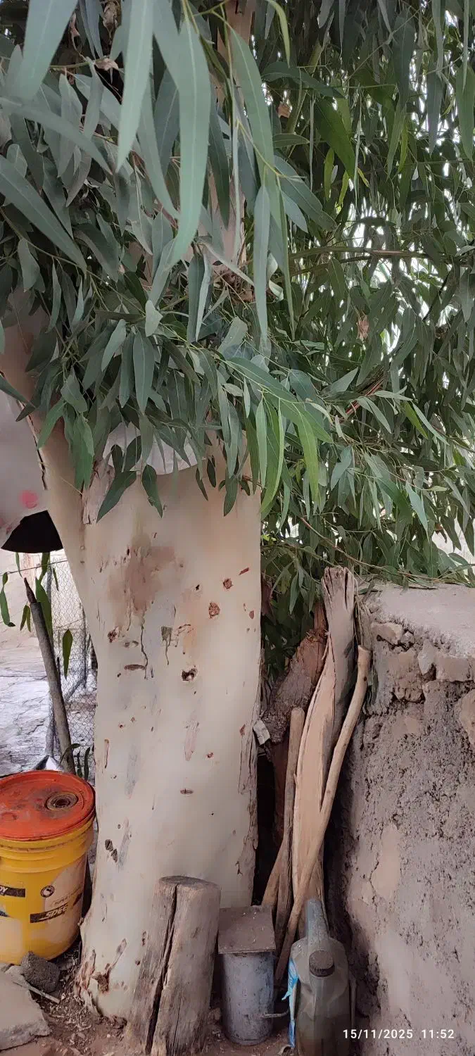 درخت اکالیپتوس فروشی|گل و گیاه طبیعی|هندمینی, |دیوار