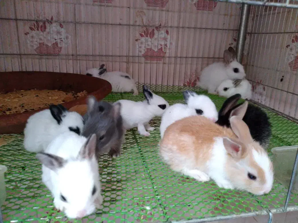 خرگوش مینیاتوری آپارتمانی|موش و خرگوش|تهران, هاشمی|دیوار