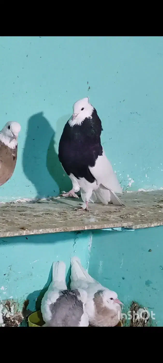 طوقی سیاه واکسی قواره دار|پرنده|مشهد, شهید احمدی روشن|دیوار