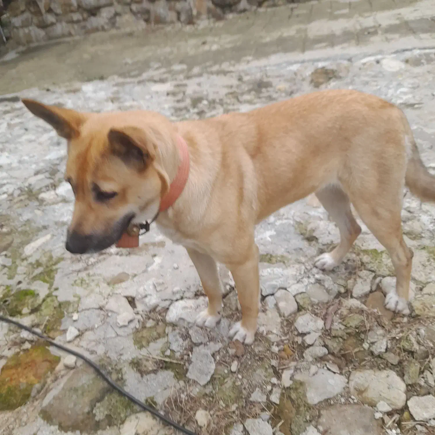 سگ مالینیوز بلژیکی ماده ۹ماه|سگ|رحیمآباد, |دیوار