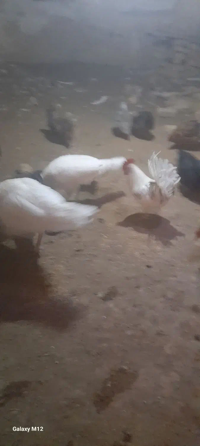 فروش مرغ و بوقلمون|حیوانات مزرعه|ابهر, |دیوار