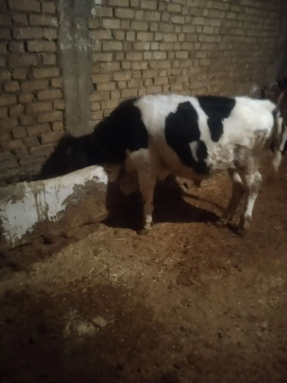 گوساله نر|حیوانات مزرعه|بلبان آباد, |دیوار