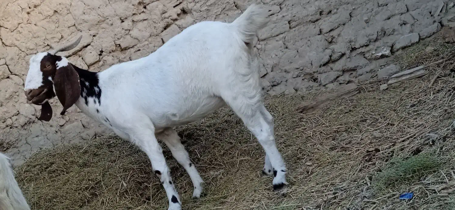 بزه|حیوانات مزرعه|کرباسک, |دیوار