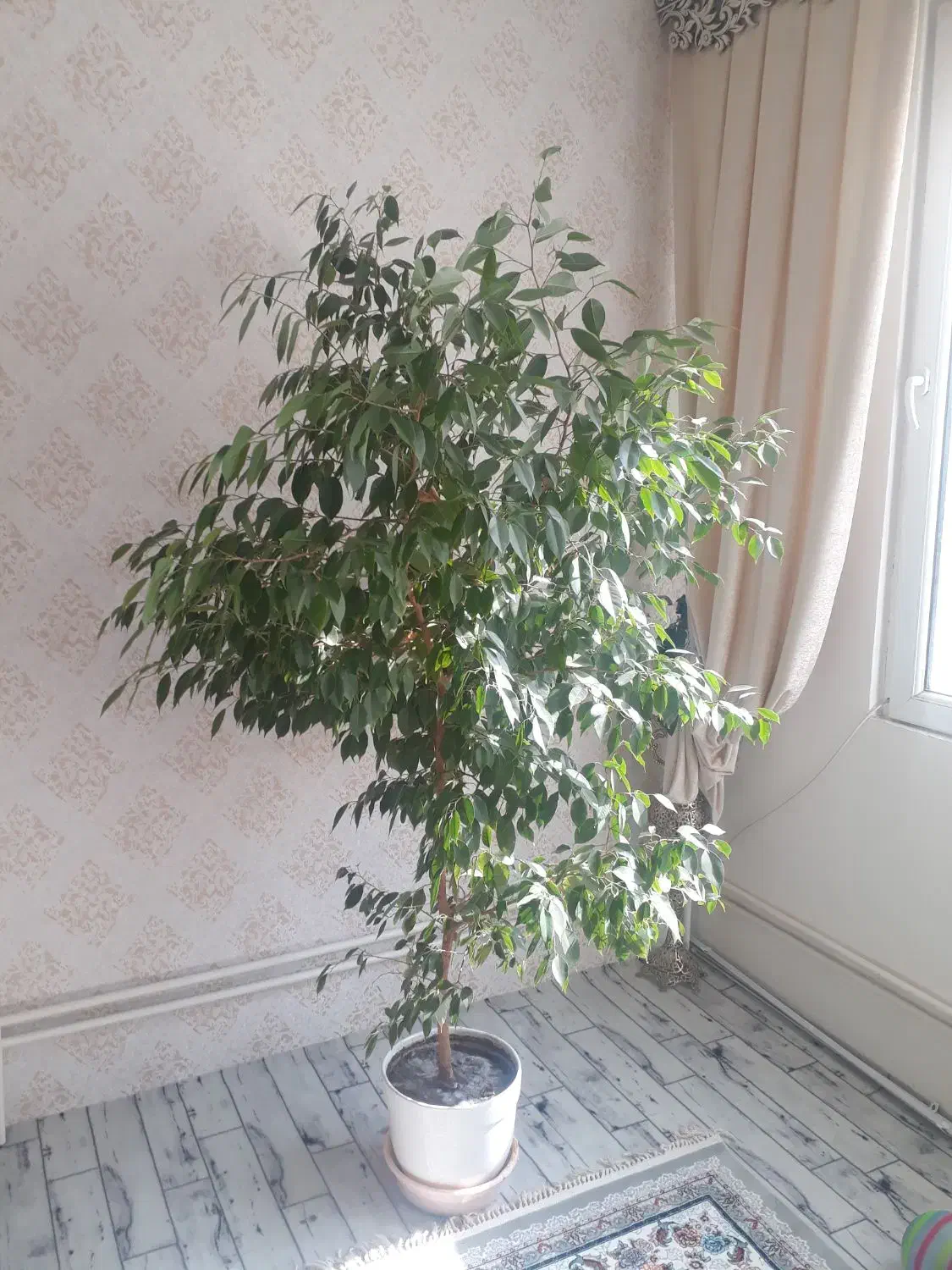 درخت اپارتمانی گل اپارتمانی|گل و گیاه طبیعی|سهند, |دیوار