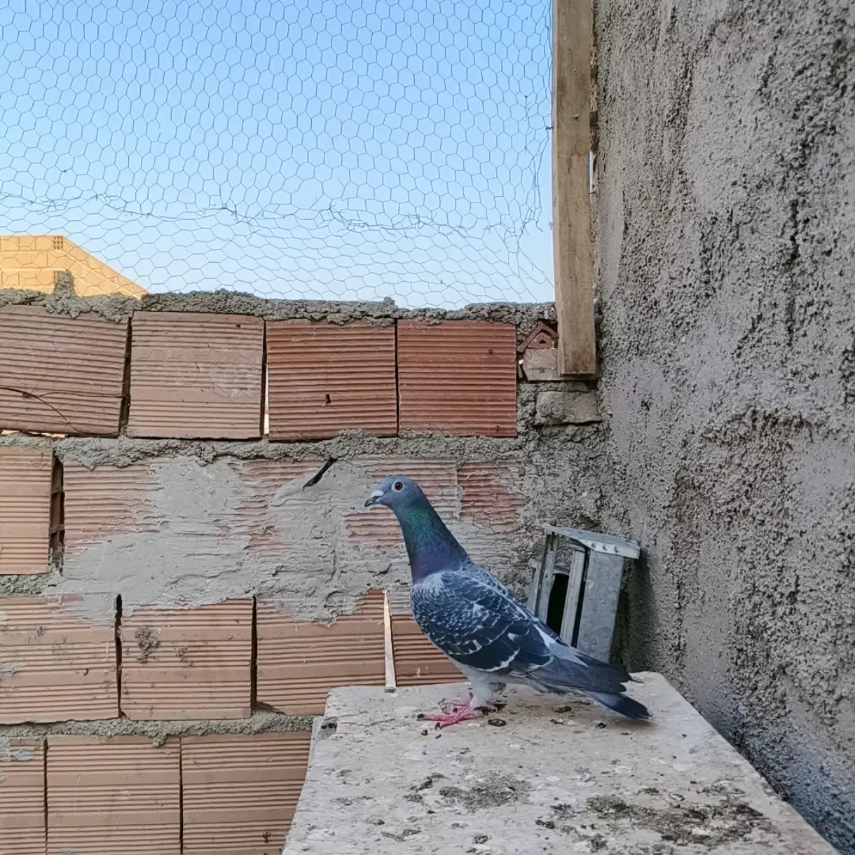 کبوتر مسافتی جان اردن|پرنده|گنبد کاووس, |دیوار