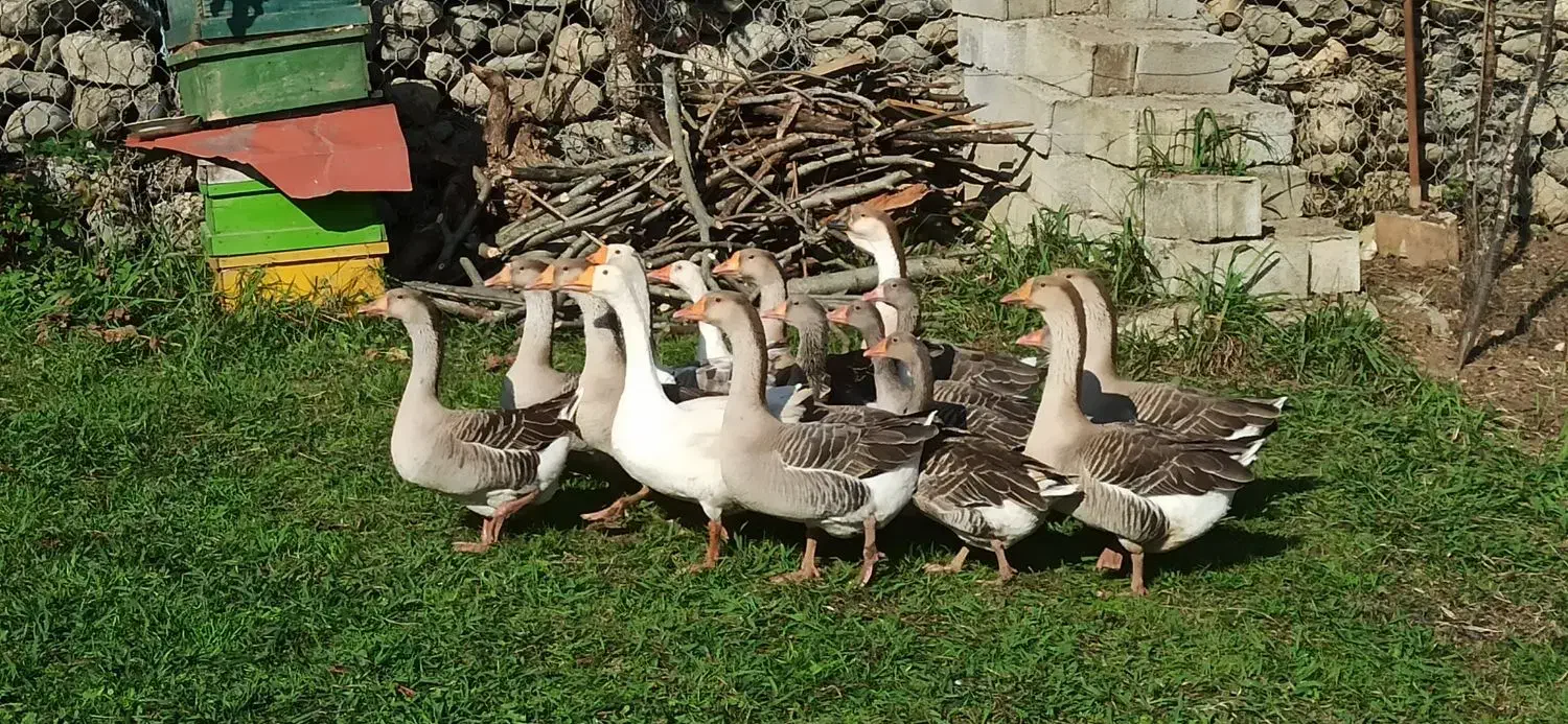 غاز محلی گرید A با بالاترین کیفیت ممکن|حیوانات مزرعه|شاندرمن, |دیوار