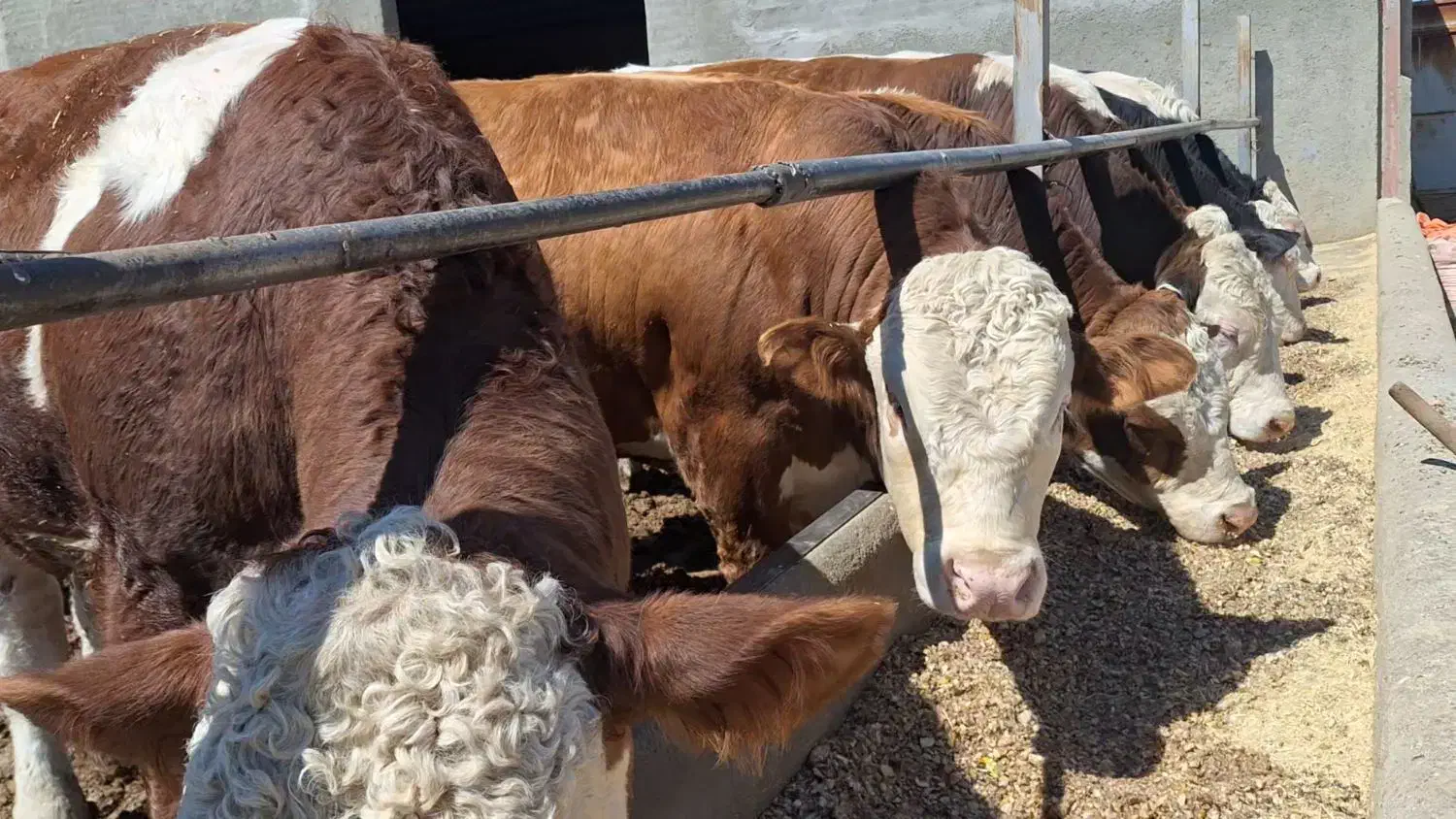 کارگر گاوداری|استخدام سرایداری و نظافت|لالجین, |دیوار