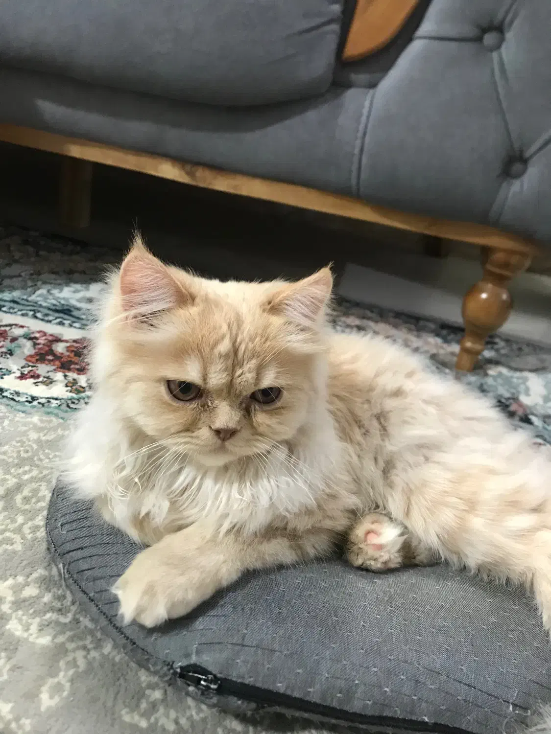 گربه پرشین لانگ هیر|گربه|نیشابور, محله میدان باغات|دیوار