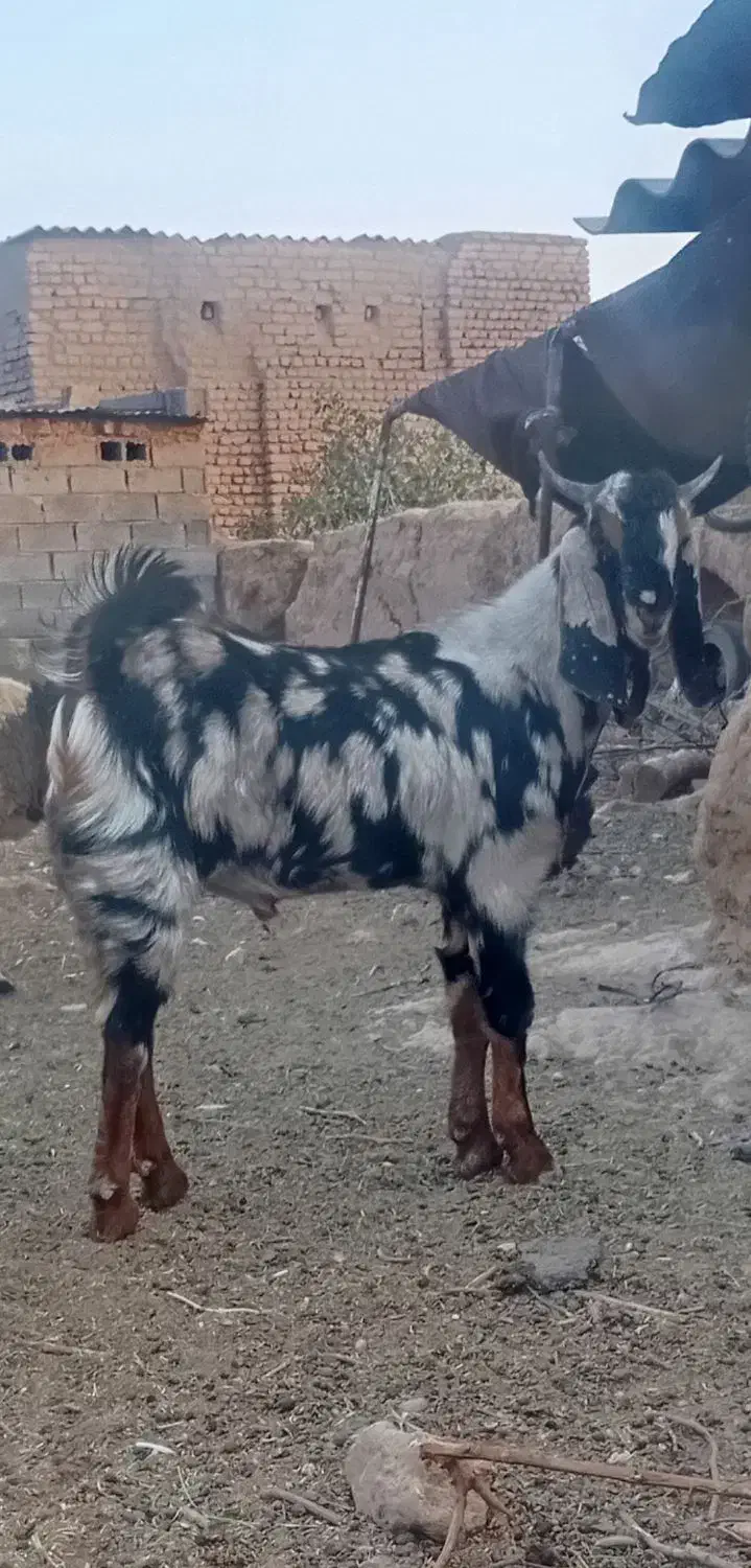 بزغاله|حیوانات مزرعه|سلامی, |دیوار