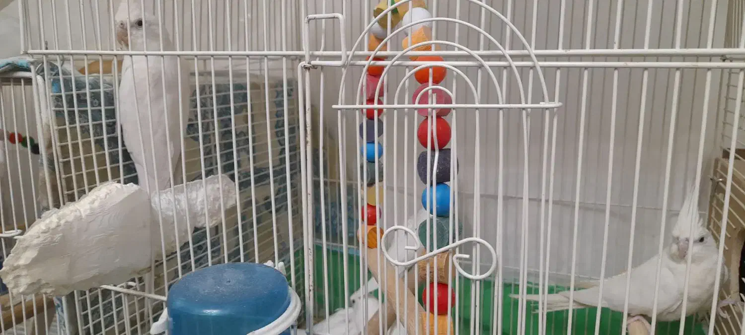 عروس هلندی البینو چشم شرابی نرو ماده با قفس و لانه|پرنده|گرگان, |دیوار