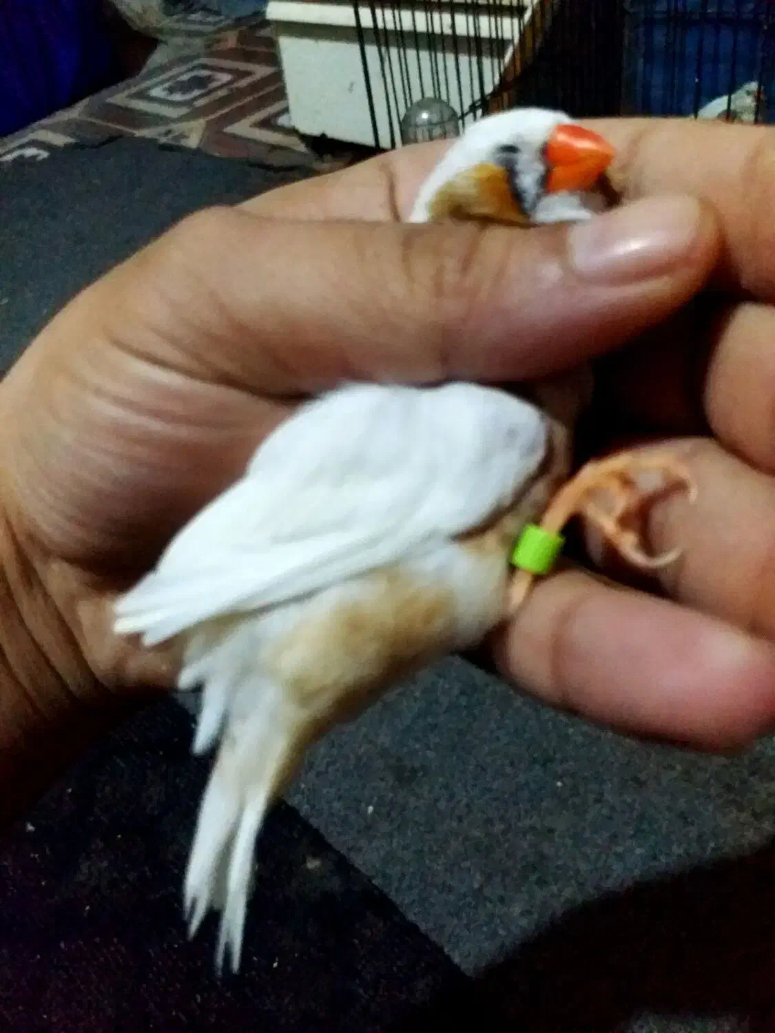 انگلیسی پلاک پلم تازه بالغ درشت|پرنده|بندر ماهشهر, |دیوار