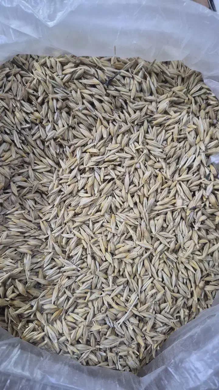 جو جلگه محلی|گل و گیاه طبیعی|فاروج, |دیوار