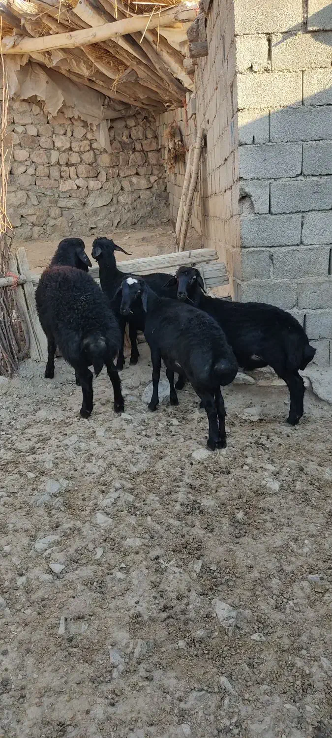 چهار راس بره قوچ قره قزل|حیوانات مزرعه|شاهین دژ, |دیوار