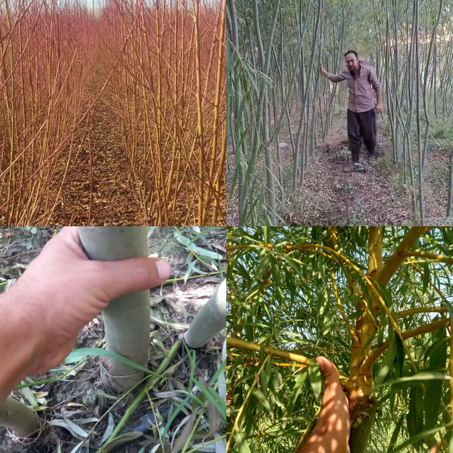 نهال گلابی آنجو|گل و گیاه طبیعی|کوهنجان, |دیوار