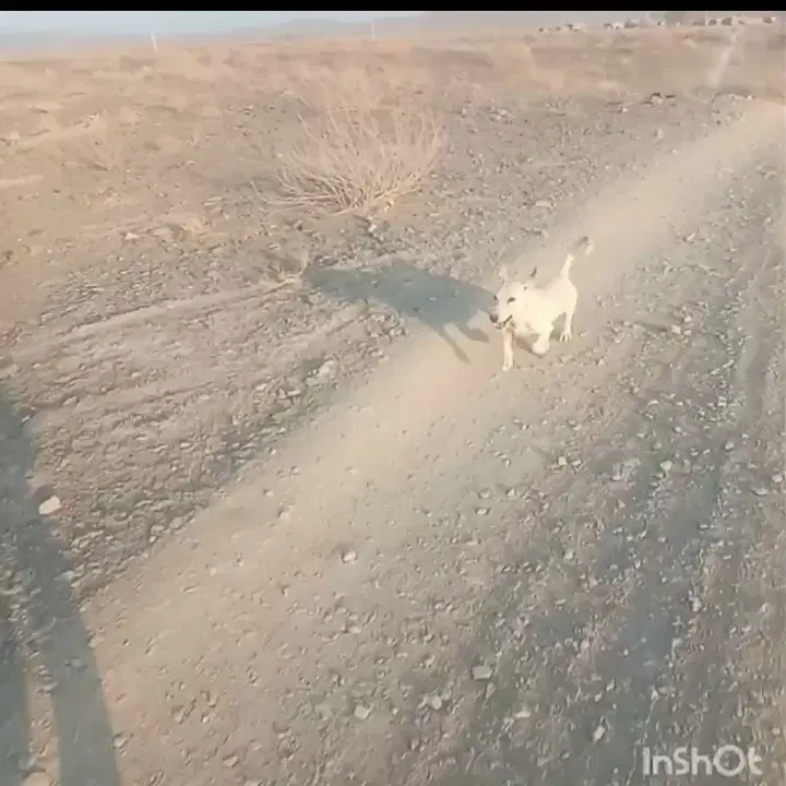 سلام|سگ|زاهدان, |دیوار