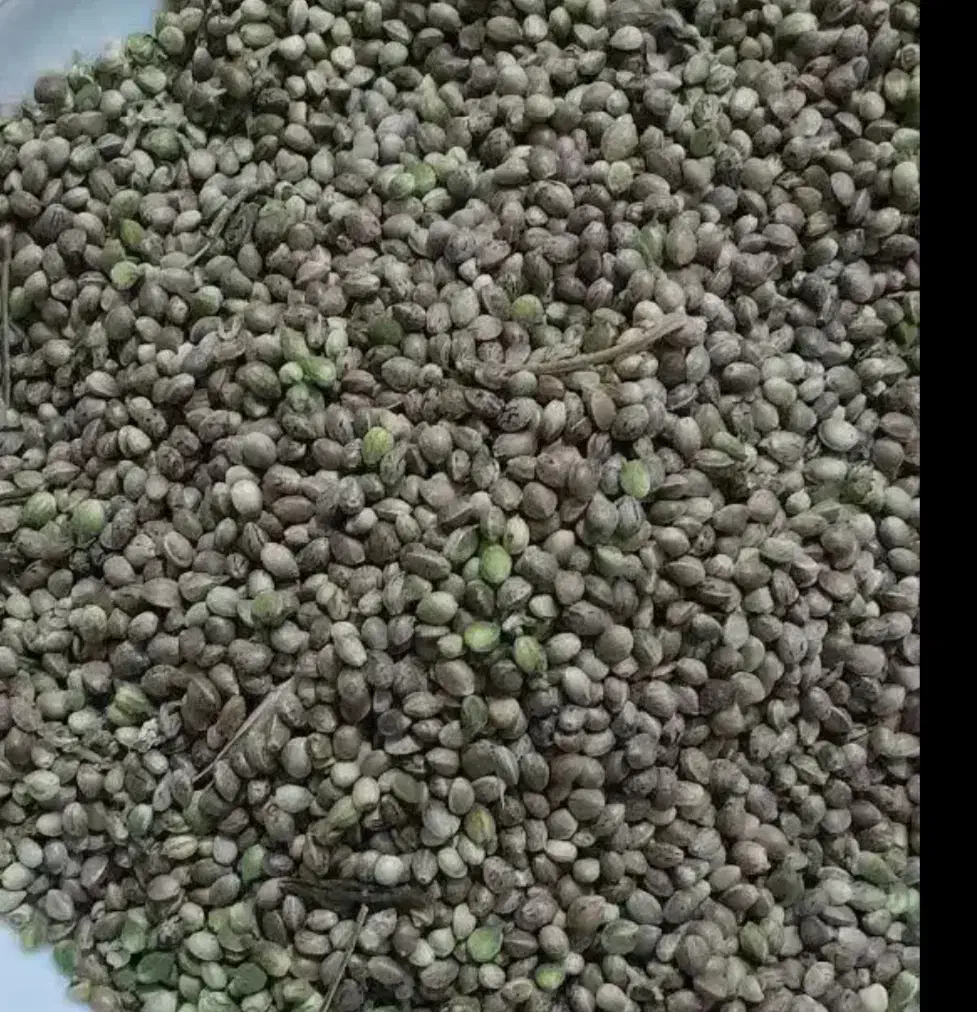 شادونه|لوازم جانبی حیوانات|گیان, |دیوار