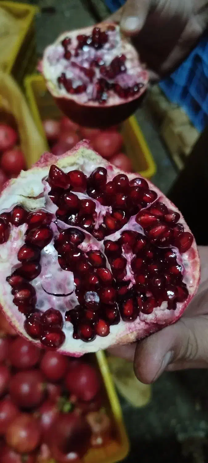 انار صادراتی ساوه|خوردنی و آشامیدنی|رشت, بوسار|دیوار