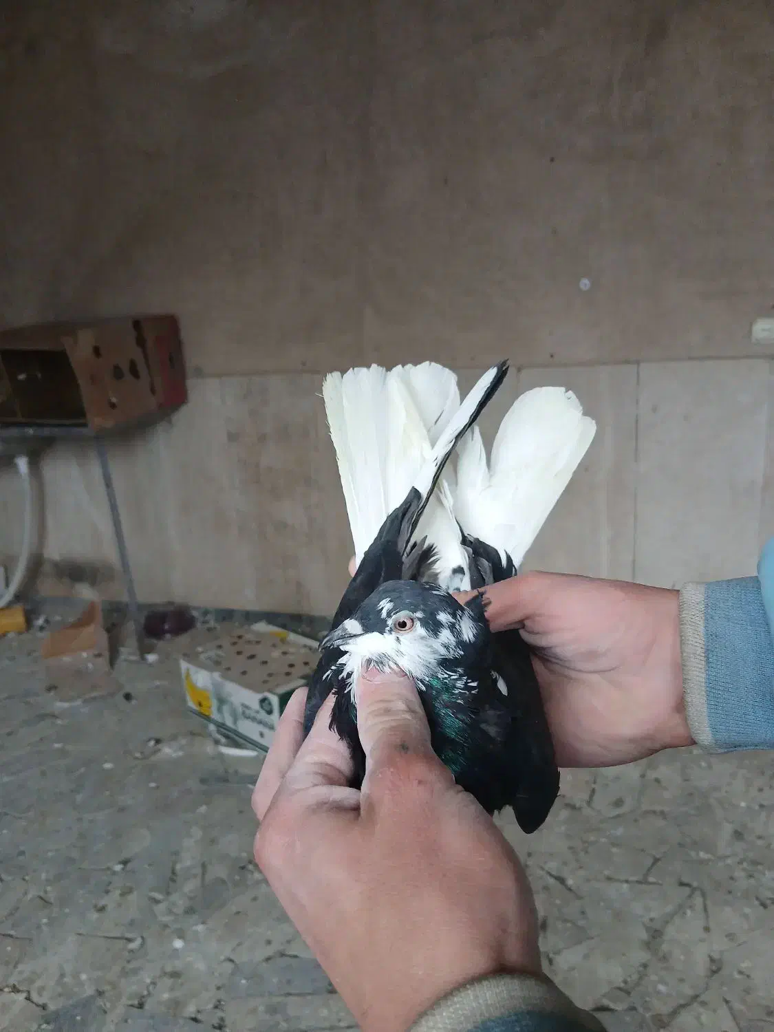 نرو ماده دوم تخت سفید|پرنده|نهاوند, |دیوار