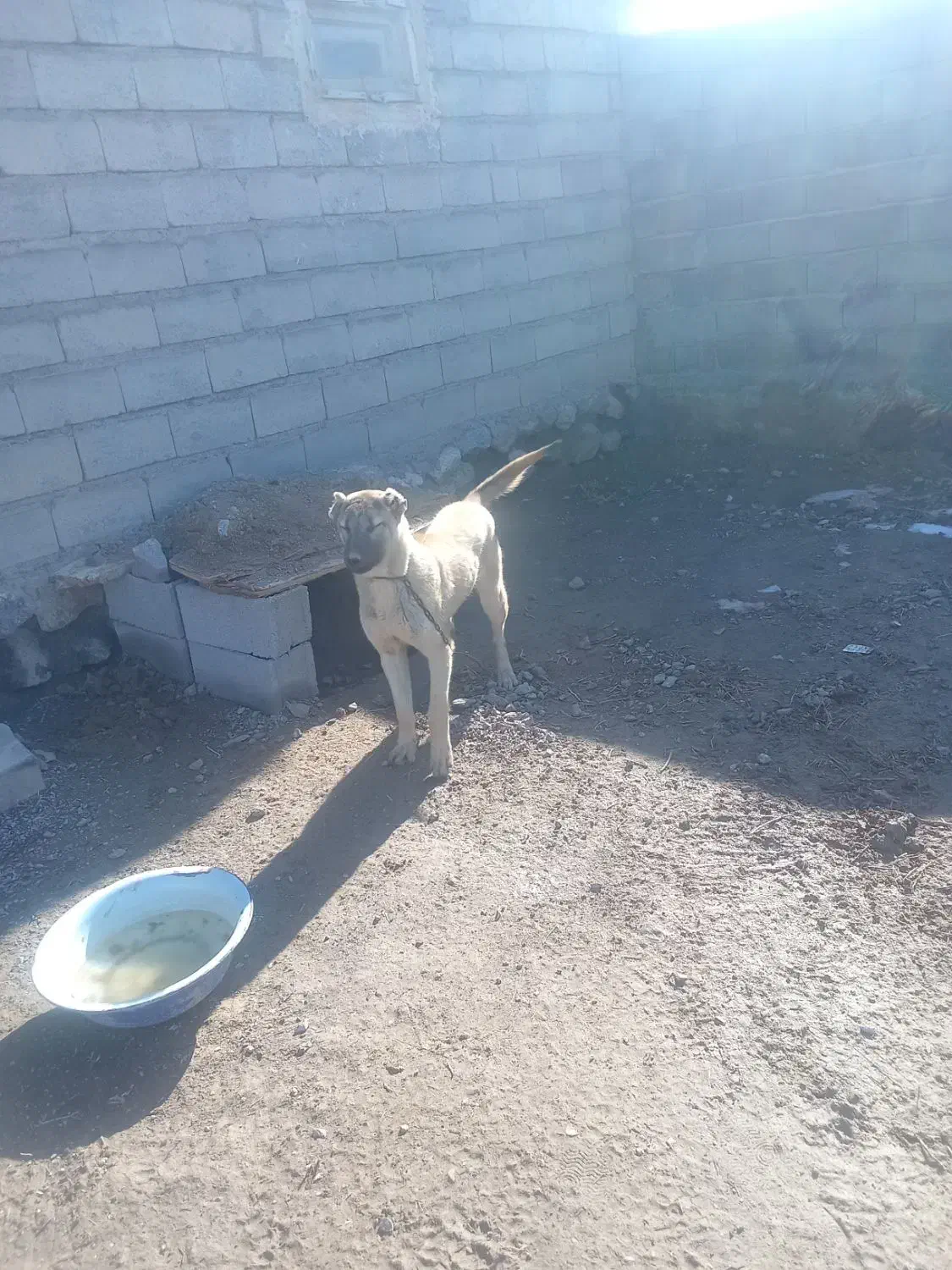 سگ سرابی|سگ|مشگین شهر, |دیوار