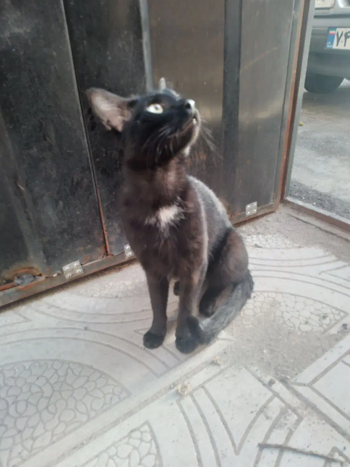 مژدگانی *گمشده گربه* سیاه سینه سفید کشیده لاغر|حیوانات|تبریز, |دیوار