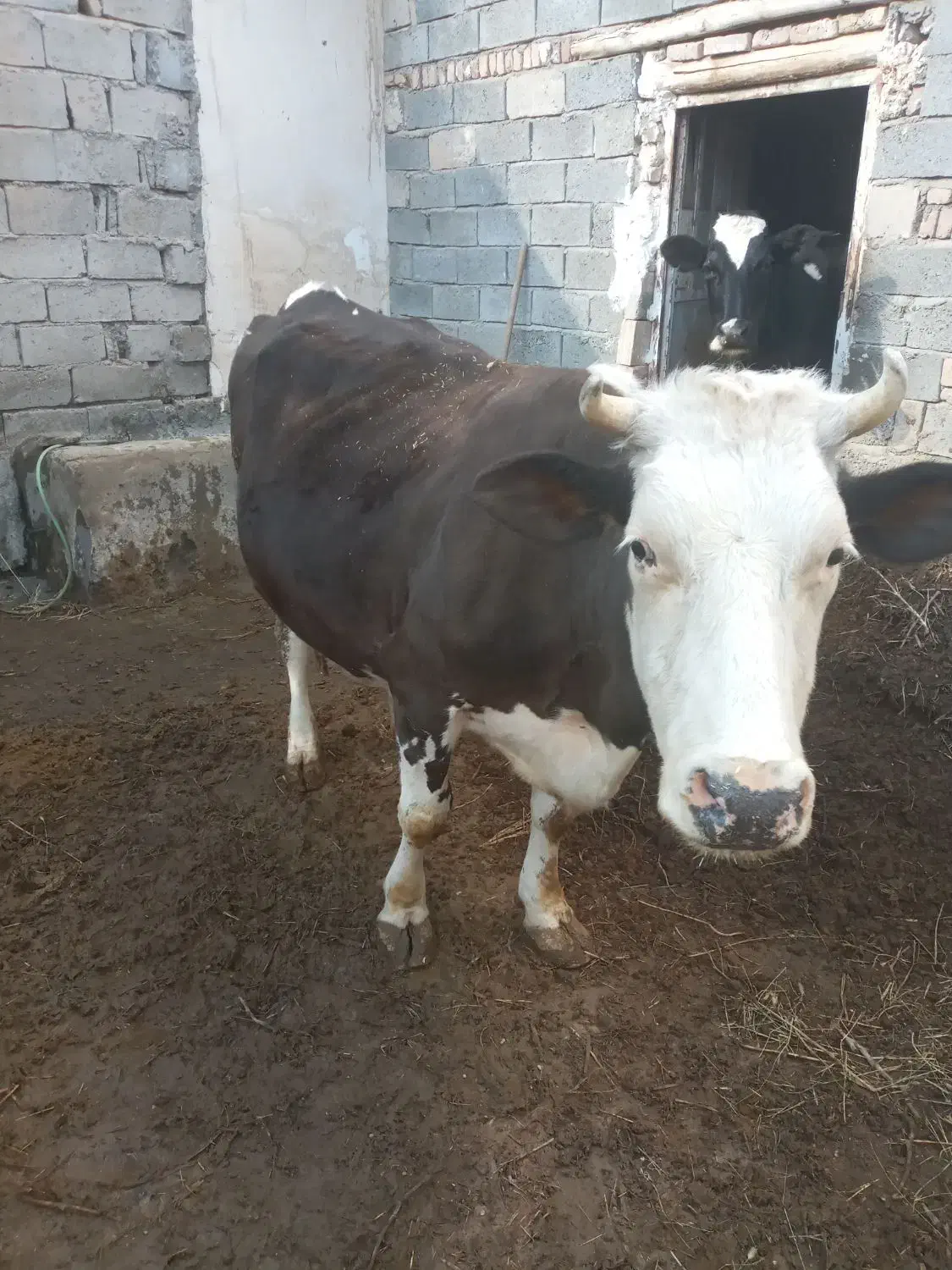 گاو سیمیتال|حیوانات مزرعه|ملکان, |دیوار